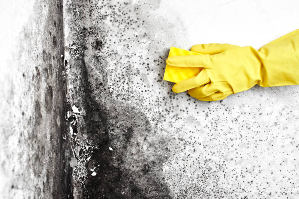 Best Toxic Mold Removal  in Warrenvle, IL