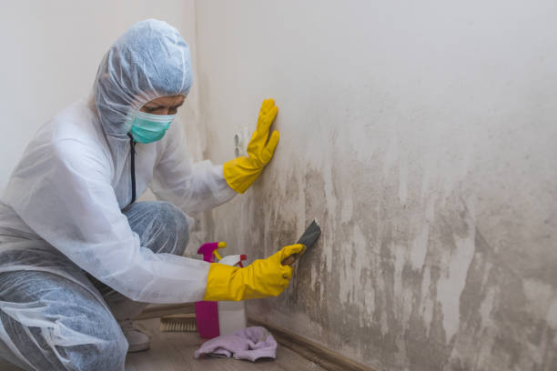 Best Crawl Space Mold Removal  in Warrenvle, IL
