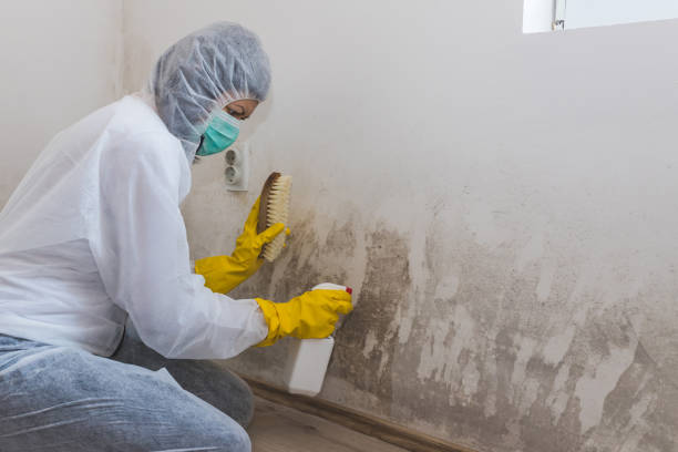 Best Attic Mold Removal  in Warrenvle, IL