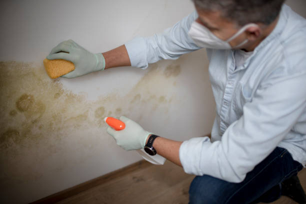 Best Mold Testing  in Warrenvle, IL