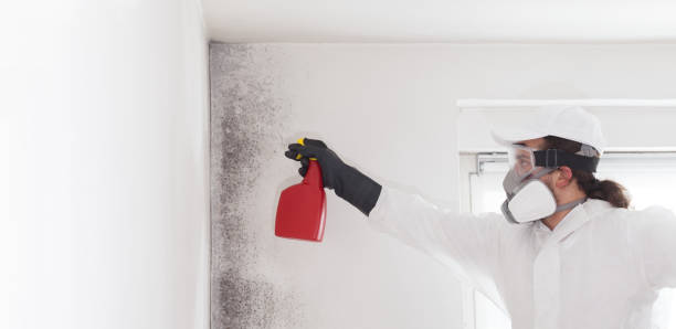 Best Home Mold Removal  in Warrenvle, IL