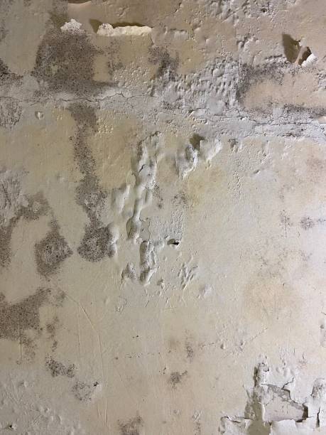 Best Commercial Mold Removal  in Warrenvle, IL