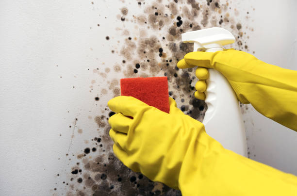 Attic Mold Removal in Warrenville, IL
