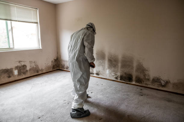 Reliable Warrenville, IL Mold Removal Solutions