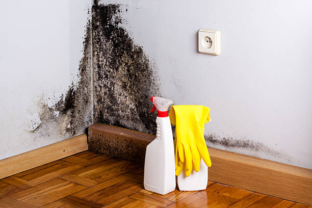 Best Emergency Mold Removal  in Warrenvle, IL