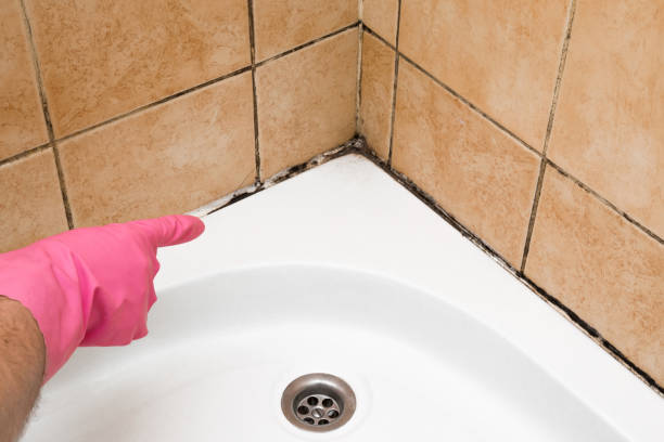 Best Same-Day Mold Removal  in Warrenvle, IL
