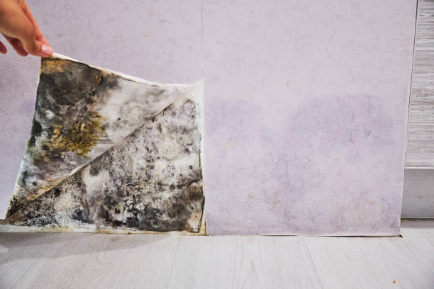 Best Fast Mold Removal  in Warrenvle, IL
